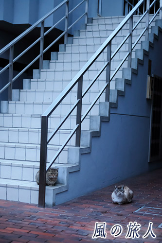 尾道　ビルの一階部分で雨宿りする二匹の猫の写真