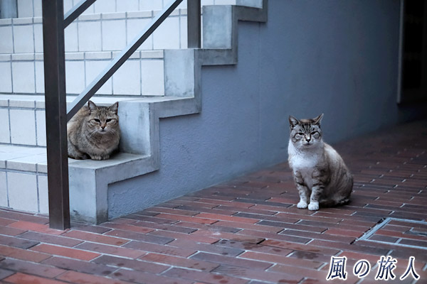 尾道　ビルの階段付近で佇む二匹の猫の写真
