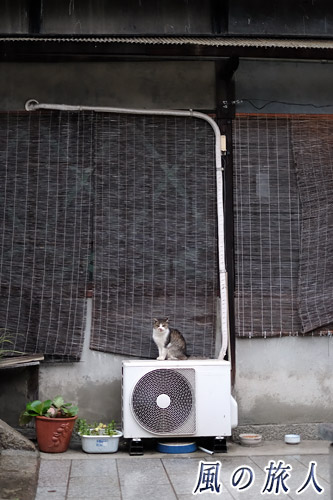 尾道ニャンコ　軒下で雨宿りしている猫の写真