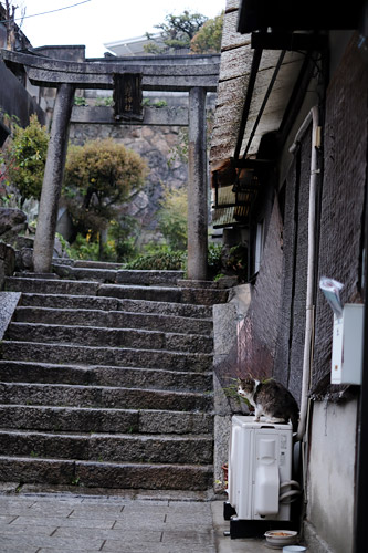 尾道　神社の鳥居前で憂鬱そうに雨が降る様子を眺める猫の写真