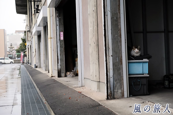尾道　倉庫の入り口に佇み、まるで受付嬢をしているかのような三毛猫の写真