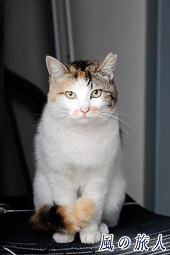 尾道　三毛猫のポートレートの写真