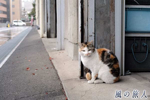 尾道　倉庫の前でこっちを向き、何か気になっている視線を送る猫のの写真