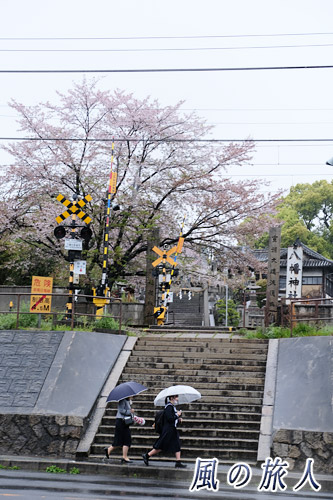 尾道　亀山八幡宮の線路沿いの桜の写真