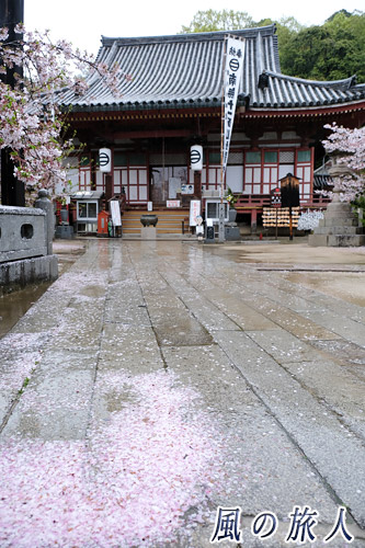 尾道　浄土寺　国宝の本堂と花びらの写真