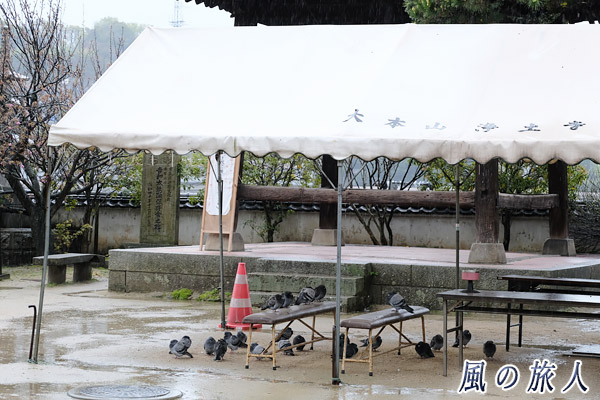 尾道　浄土寺　休憩所となっているテントの下で雨宿りする鳩の写真