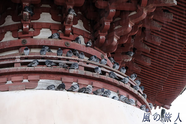 尾道　浄土寺　国宝の多宝塔で雨宿りする鳩の写真