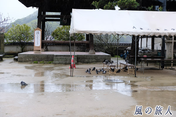 尾道　浄土寺　群れから外れて境内の水溜まりで水遊びをする鳩の写真