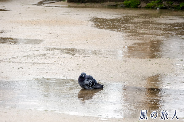 尾道　浄土寺　群れから離れて水浴びをする鳩むの写真
