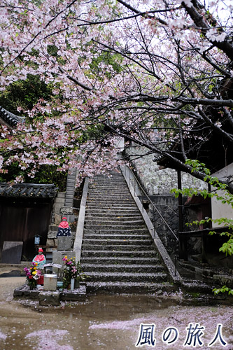 尾道　浄土寺　桜の木とお地蔵様の写真
