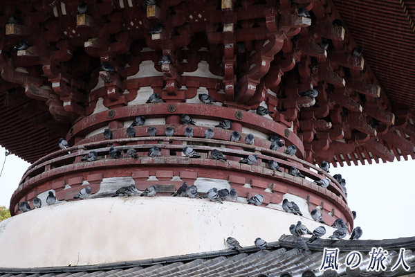 尾道　浄土寺　国宝の多宝塔で羽を休める多数の鳩の写真