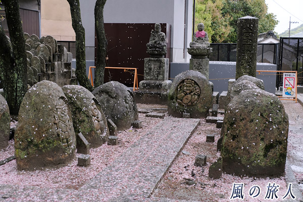 尾道　西郷寺　桜の花びらだらけの七福神の写真