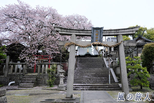 尾道　亀山八幡宮の境内と桜の写真