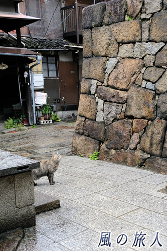 尾道　石垣を眺めるようにしている猫の写真