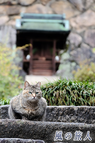 尾道　祠を守るように座る猫の写真
