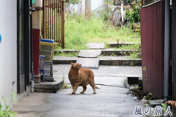 尾道　路地で迷いながら歩く猫の写真