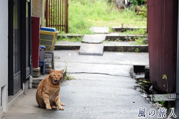 尾道　路地で大あくびをする猫の写真