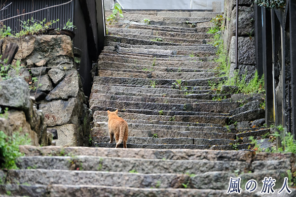 尾道　趣のある石段を登る猫の写真