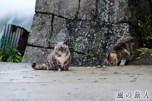 尾道　石垣を背景にしてこっちを見る猫の写真