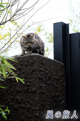 尾道　高い場所でチワワを観察する猫の写真