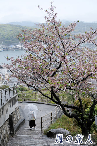 尾道　太鼓岩付近の階段とほとんど散ってしまった桜の木の写真