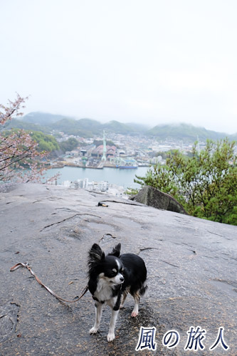 尾道　太鼓岩の上で記念撮影をするチワワの写真