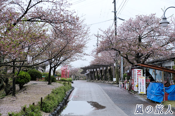 尾道　雨の千光寺山公園　桜が散りあっけていて誰もいない様子の写真