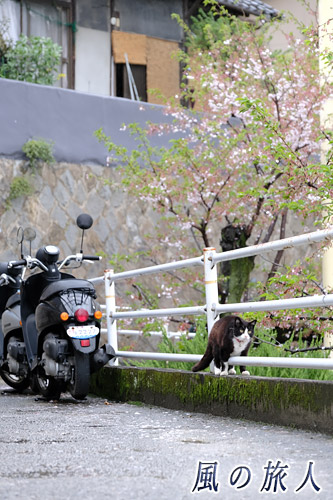 尾道　白黒猫に遭遇　道端の柵を歩く猫の写真