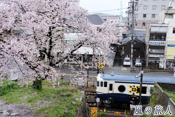 尾道　観光列車と桜の木の写真