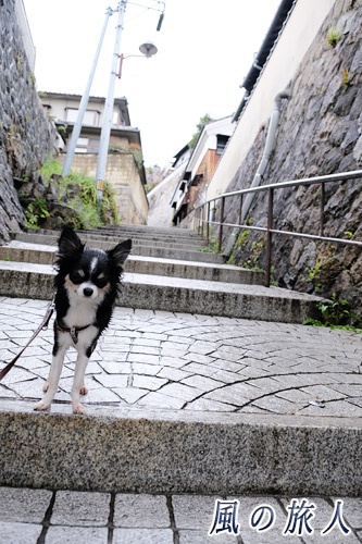 尾道　ずぶ濡れになったチワワと千光寺新道の階段の写真