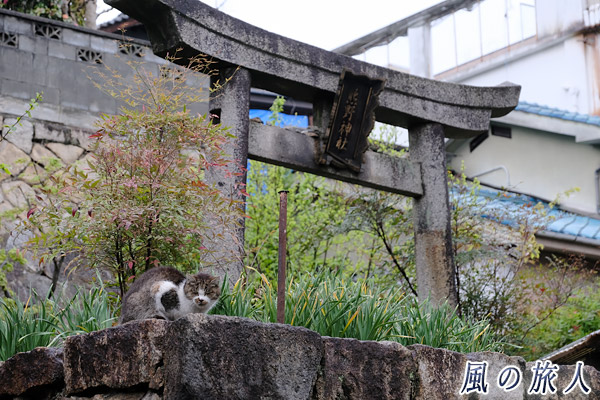 尾道　鳥居の前で佇む人懐っこい猫の写真
