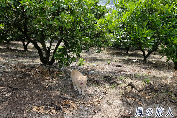 因島　柑橘畑の中で泣き叫ぶ猫の写真
