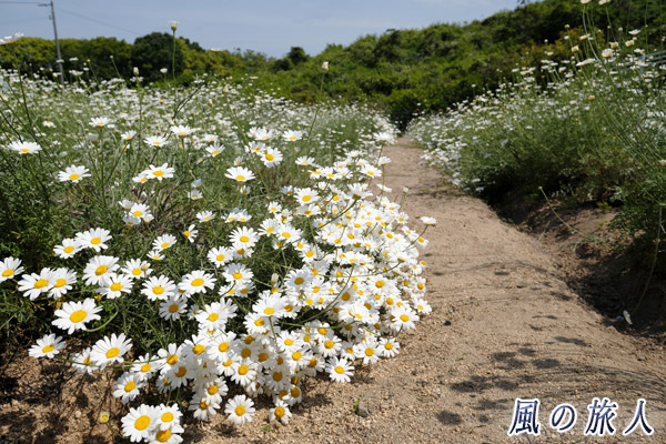 因島　除虫菊の写真