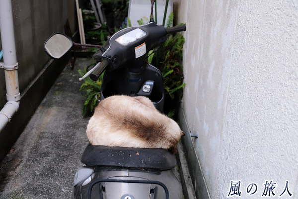尾道　スクーターのシートの上で寝る猫　まるで分厚いクッションのような写真