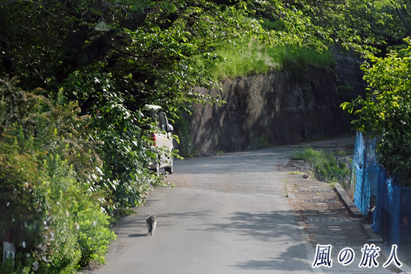 因島　車道を歩いている猫の写真