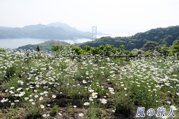 因島　因島大橋と除虫菊の写真