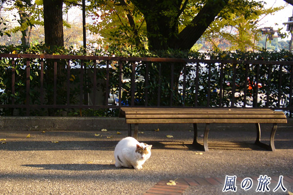 東京新宿　四谷見附公園　夕日が差し込む公園で佇む猫の写真