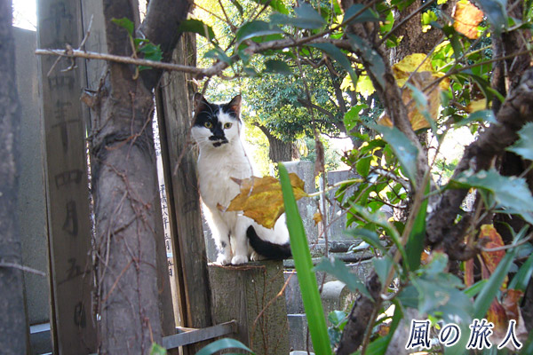 新宿四谷　西念寺　墓地に佇む猫の写真