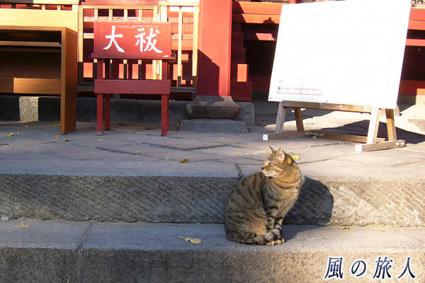 浅草神社の社殿前で佇む猫の写真