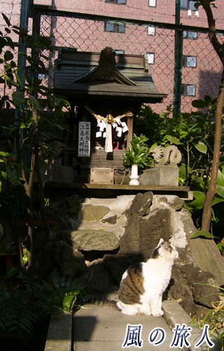 神田　柳森神社　社のに佇むにゃんこの写真