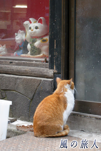 東京神田　招き猫とにゃんこの写真