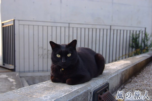 大蔵妙法寺　世田谷　黒猫のポートレートの写真