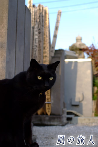 大蔵妙法寺　世田谷　墓地の黒猫の写真