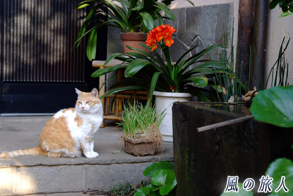世田谷　松原菅原神社　田植用の稲の前で番をしている猫の写真