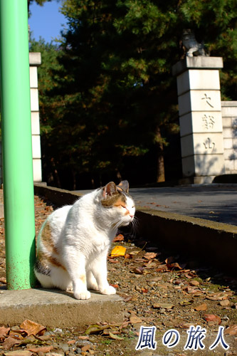 豪徳寺　世田谷　門前で佇む猫の写真