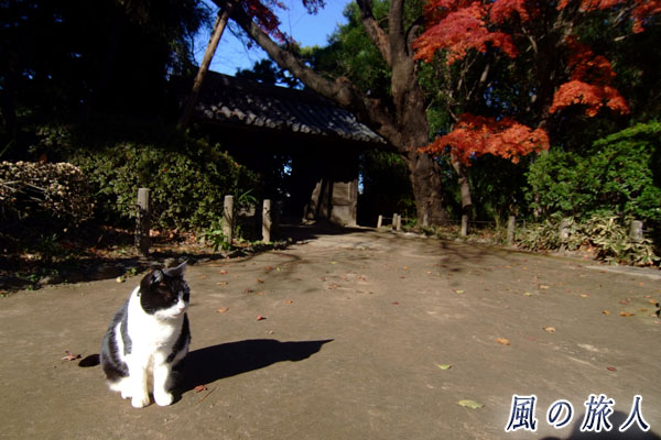 中野区哲学堂公園　瞑想しているっぽい猫の写真