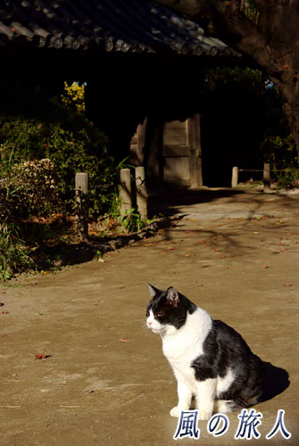 中野区哲学堂公園　精神統一中っぽい猫の写真
