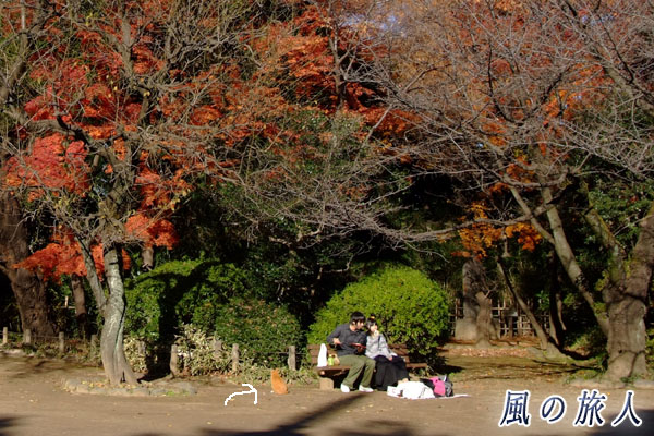 中野区哲学堂公園　ベンチに座るカップルにおねだりをする猫の写真