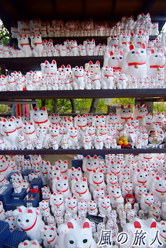 世田谷　豪徳寺　多くの招き猫　白猫の決起集会の写真