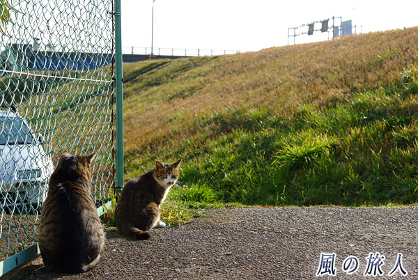 大田区六郷土手　仲良く日向ぼっこする二匹の猫のの写真